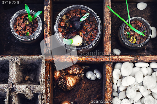 Image of seedling plant in  box