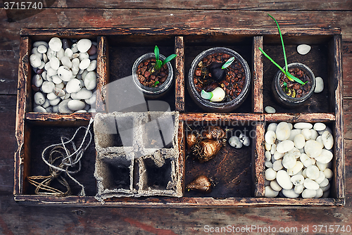 Image of seedling plant in  box