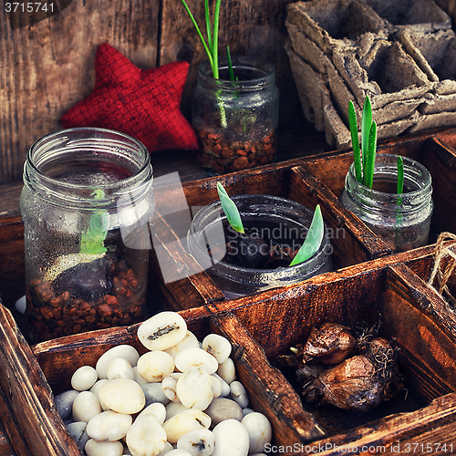 Image of seedling plant in  box