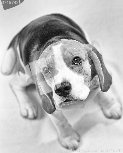 Image of Portrait of beagle dog