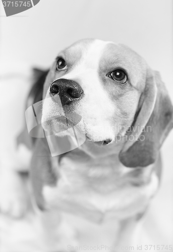 Image of Portrait of beagle dog