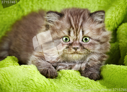 Image of british long hair kitten