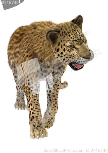 Image of Big Cat Leopard