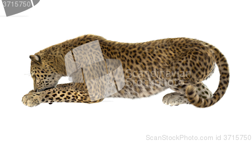 Image of Big Cat Leopard