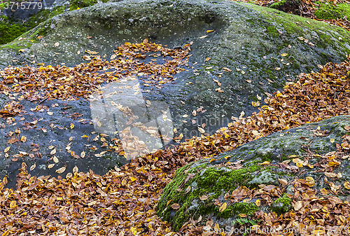 Image of Leaves on Rocks