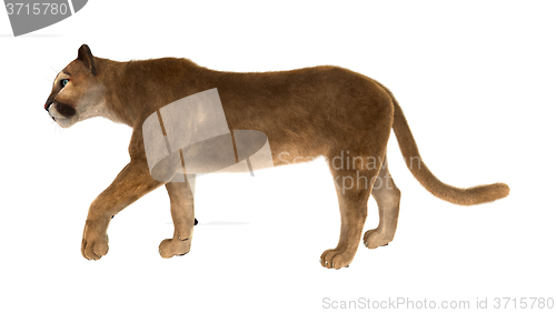 Image of Big Cat Puma