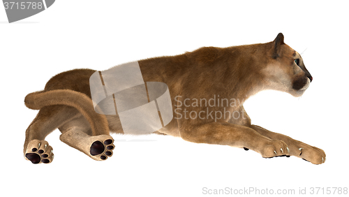 Image of Big Cat Puma