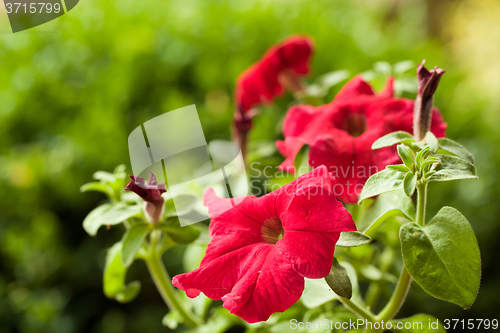 Image of Red flower Petunia Surfinia Vein