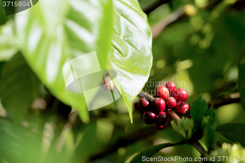 Image of raw coffe plant in agricultural farm