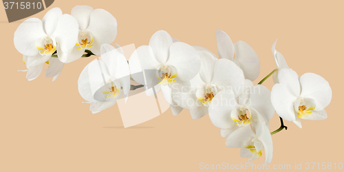 Image of romantic branch of white orchid