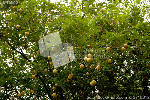 Image of raw Nutmeg hanging on nutmeg tree, North Sulawesi