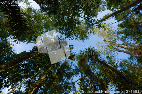 Image of treetops in the rain forrest north sulawesi, indonesia