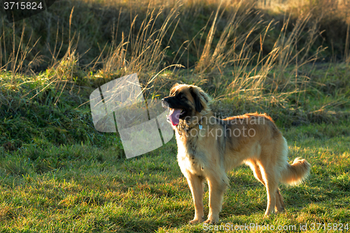 Image of purebred Leonberger dog outdoors