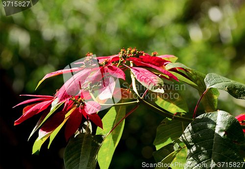 Image of Wild winter rose with blossoms in indonesia