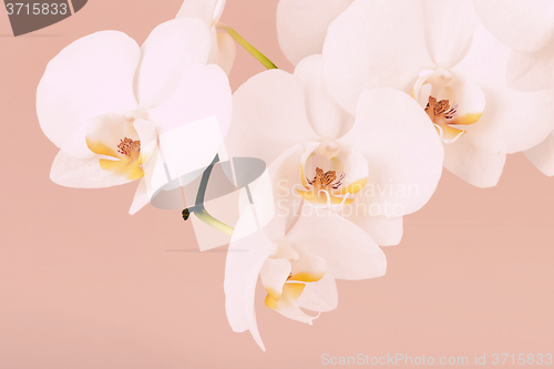 Image of romantic branch of white orchid