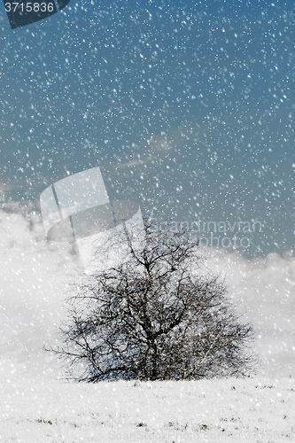 Image of Nice winter landscape with trees