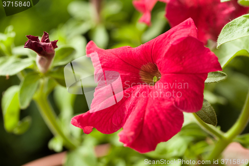 Image of Red flower Petunia Surfinia Vein