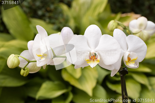 Image of romantic white orchid
