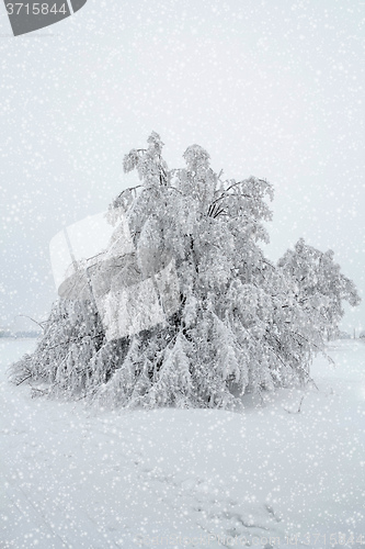 Image of snowy trees in winter landscape