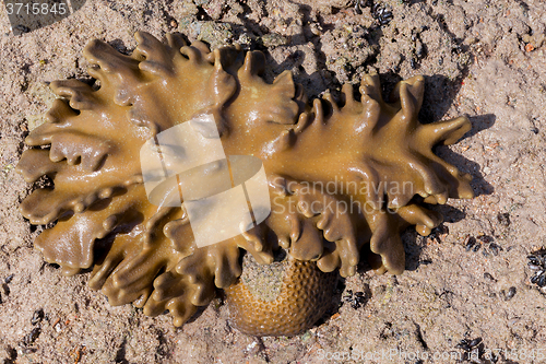 Image of coral in low tide, indonesia