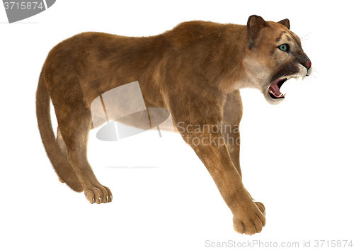 Image of Big Cat Puma