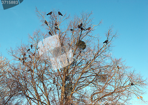 Image of Birds Ravens seated on a tree