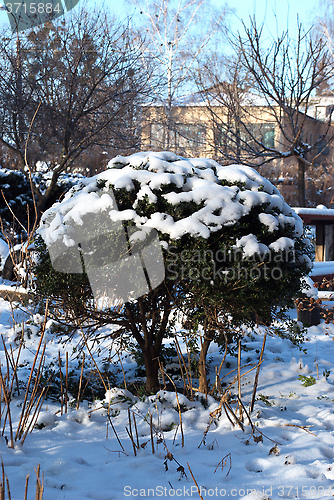 Image of Green bush in winter