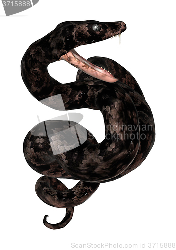 Image of Cottonmouth Snake on White