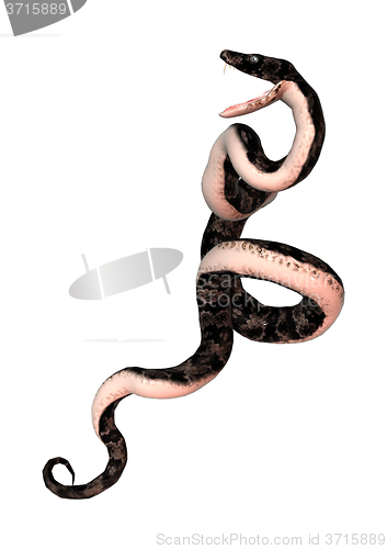 Image of Cottonmouth Snake on White