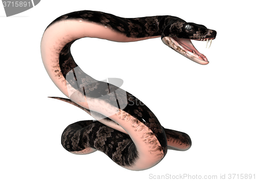 Image of Cottonmouth Snake on White