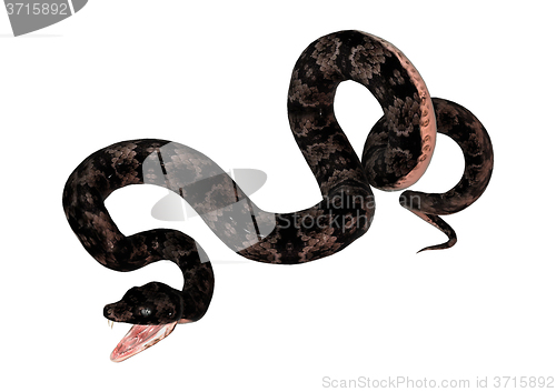 Image of Cottonmouth Snake on White