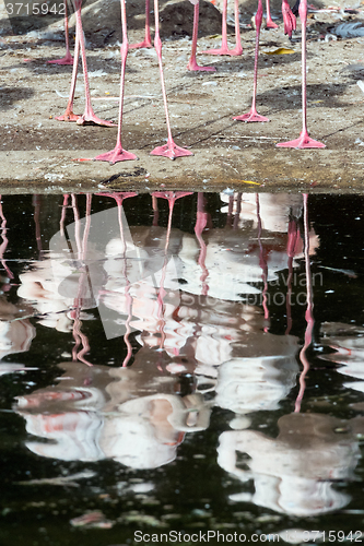 Image of Flamingos