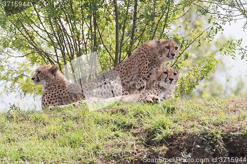 Image of Cheetah