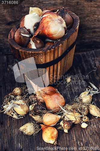 Image of seedlings in wooden bucket