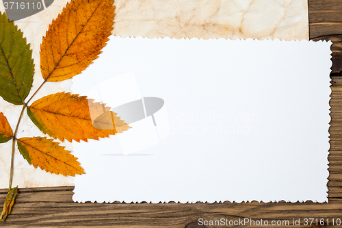 Image of blank vintage photo and autumn leaves