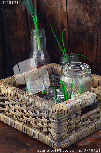 Image of Flowers sprouted in glass jars