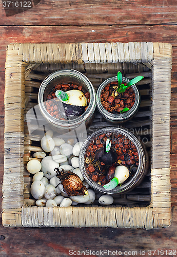 Image of Flowers sprouted in glass jars