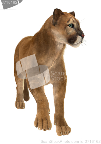 Image of Big Cat Puma