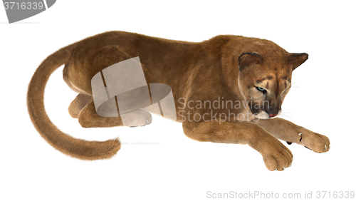 Image of Big Cat Puma