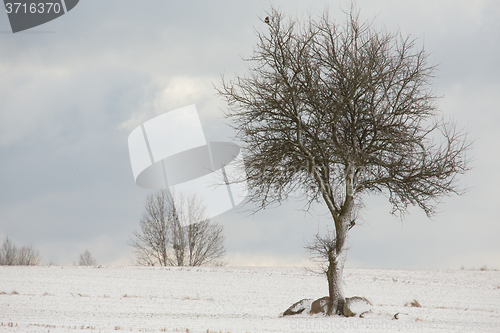 Image of Lonely deciduous tree in wintertime snowy field