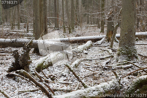 Image of Trees snow wrapped snowfall after