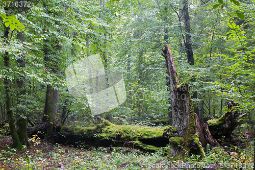 Image of Big old hornbeam broken moss wrapped