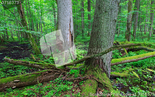 Image of Two of old trees in summertime stand