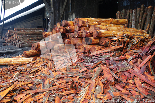 Image of Mangrove trees  used to make charcoal.