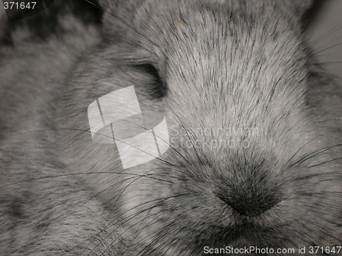 Image of rabbit