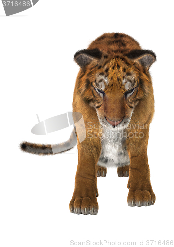 Image of Big Cat Tiger