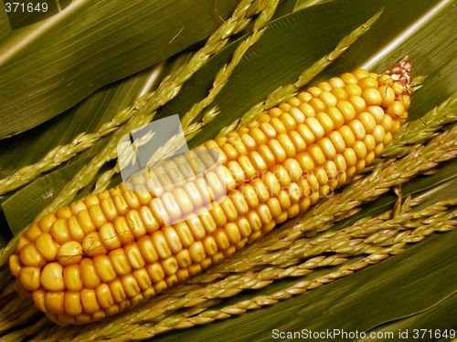 Image of corn