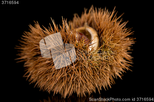 Image of Chestnuts on a black reflective background