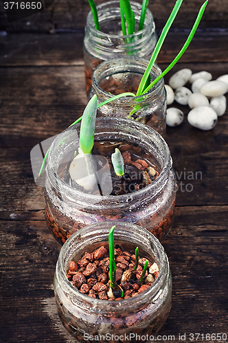 Image of Spring sprouts in jars