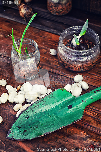 Image of Spring sprouts in jars